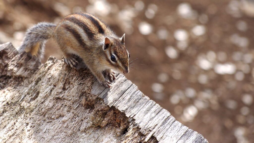 歩いているシマリス