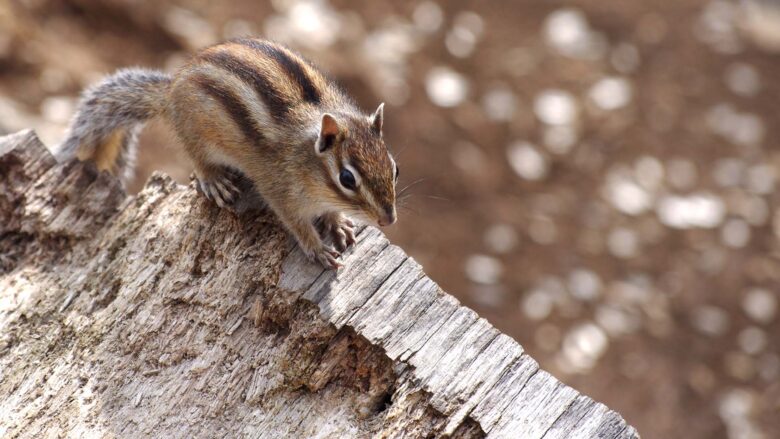 歩いているシマリス