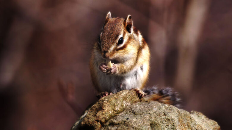 食事中のシマリス